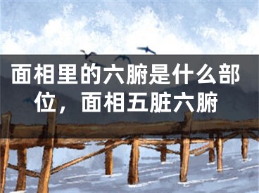 面相里的六腑是什么部位，面相五脏六腑