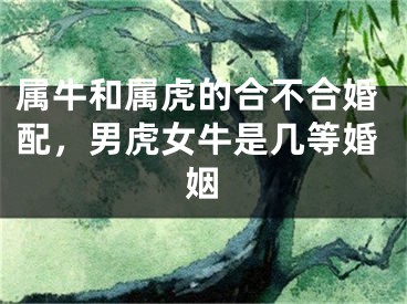 属牛和属虎的合不合婚配，男虎女牛是几等婚姻