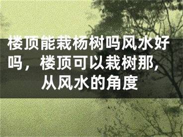 楼顶能栽杨树吗风水好吗，楼顶可以栽树那,从风水的角度