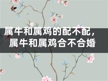 属牛和属鸡的配不配，属牛和属鸡合不合婚