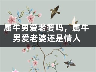 属牛男爱老婆吗，属牛男爱老婆还是情人