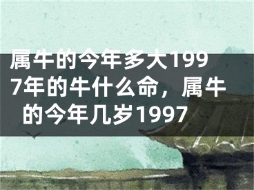 属牛的今年多大1997年的牛什么命，属牛的今年几岁1997
