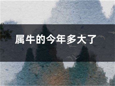 属牛的今年多大了