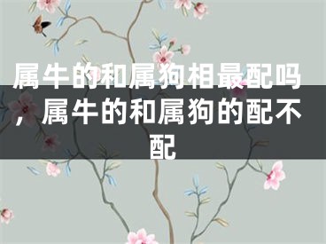 属牛的和属狗相最配吗,属牛的和属狗的配不配