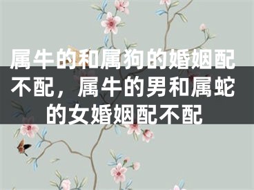 属牛的和属狗的婚姻配不配,属牛的男和属蛇的女婚姻配不配