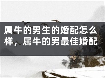 属牛的男生的婚配怎么样,属牛的男最佳婚配