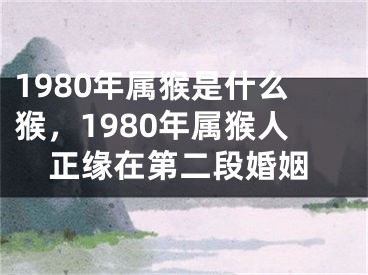 1980年属猴是什么猴，1980年属猴人正缘在第二段婚姻