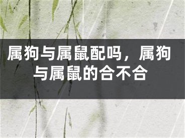 属狗与属鼠配吗,属狗与属鼠的合不合