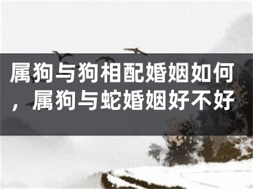 属狗与狗相配婚姻如何,属狗与蛇婚姻好不好