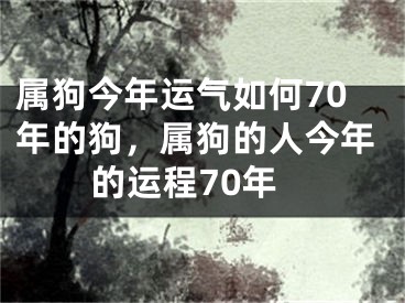 属狗今年运气如何70年的狗,属狗的人今年的运程70年