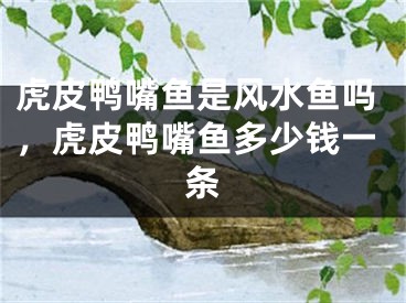 虎皮鸭嘴鱼是风水鱼吗,虎皮鸭嘴鱼多少钱一条