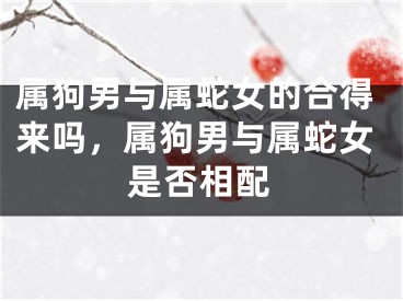 属狗男与属蛇女的合得来吗,属狗男与属蛇女是否相配