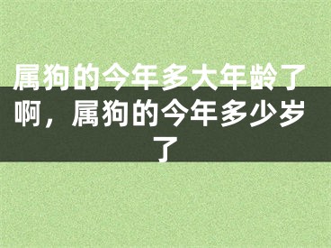 属狗的今年多大年龄了啊,属狗的今年多少岁了