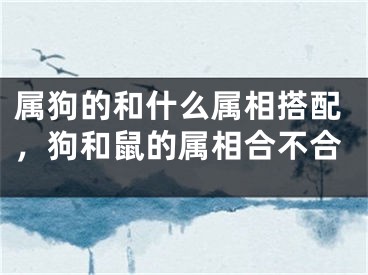 属狗的和什么属相搭配，狗和鼠的属相合不合