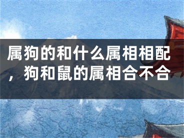 属狗的和什么属相相配,狗和鼠的属相合不合