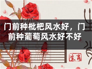 门前种枇杷风水好，门前种葡萄风水好不好