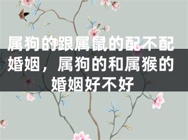 属狗的跟属鼠的配不配婚姻,属狗的和属猴的婚姻好不好