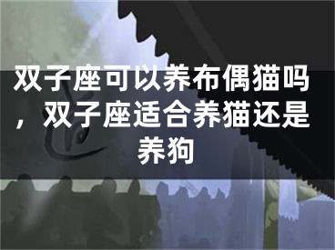 双子座可以养布偶猫吗，双子座适合养猫还是养狗