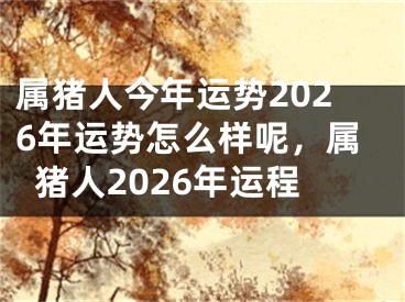 属猪人今年运势2026年运势怎么样呢，属猪人2026年运程