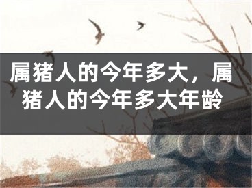 属猪人的今年多大,属猪人的今年多大年龄