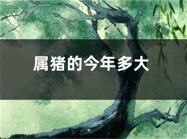 属猪的今年多大