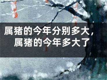 属猪的今年分别多大,属猪的今年多大了