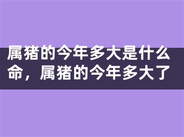 属猪的今年多大是什么命，属猪的今年多大了
