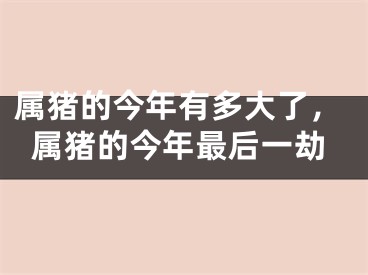 属猪的今年有多大了，属猪的今年最后一劫