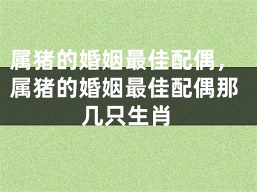 属猪的婚姻最佳配偶,属猪的婚姻最佳配偶那几只生肖
