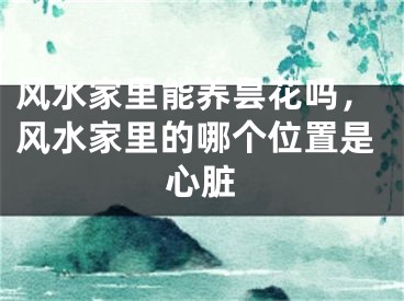 风水家里能养昙花吗,风水家里的哪个位置是心脏