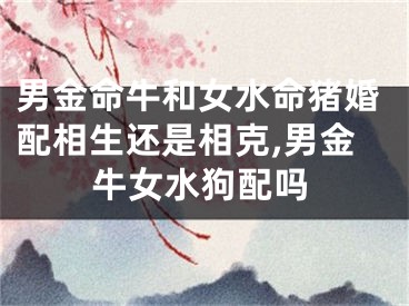 男金命牛和女水命猪婚配相生还是相克,男金牛女水狗配吗