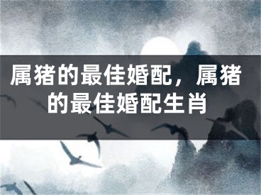属猪的最佳婚配,属猪的最佳婚配生肖