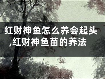 红财神鱼怎么养会起头,红财神鱼苗的养法