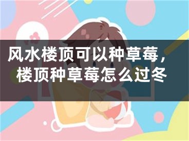 风水楼顶可以种草莓，楼顶种草莓怎么过冬