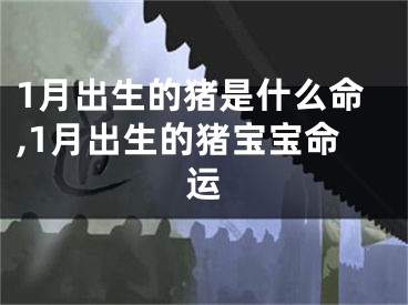 1月出生的猪是什么命,1月出生的猪宝宝命运