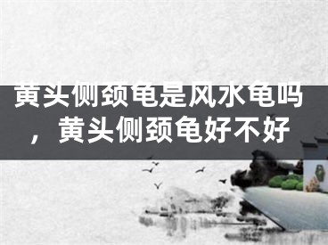 黄头侧颈龟是风水龟吗，黄头侧颈龟好不好