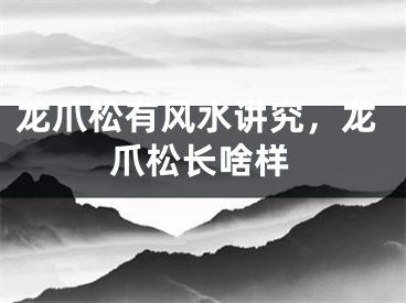 龙爪松有风水讲究，龙爪松长啥样