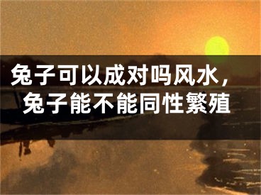 兔子可以成对吗风水，兔子能不能同性繁殖