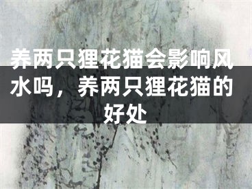养两只狸花猫会影响风水吗,养两只狸花猫的好处